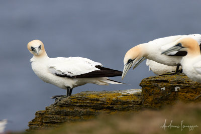 Basstölpeln (Gannet) - SPB Scotland Noup Cliffs