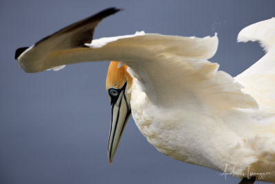 Basstölpeln (Gannet) - SPB Scotland Noup Cliffs