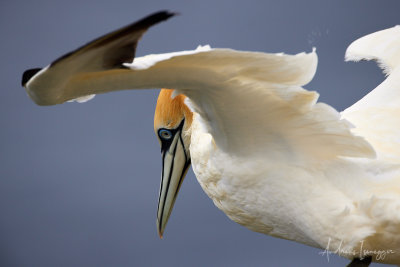 Basstlpeln (Gannet) - SPB Scotland Noup Cliffs