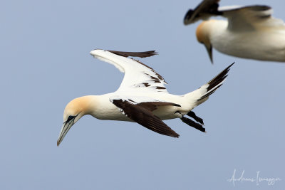 Basstölpeln (Gannet) - SPB Scotland Noup Cliffs