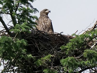 Havrn(Eagle) Sdr Hostrup,Aabenra -10 ,23 juni 2020