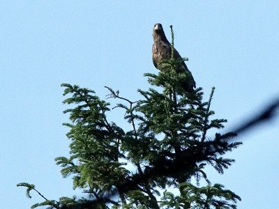 Havrn(Eagle) Sdr Hostrup,Aabenra -10 ,23 juni 2020