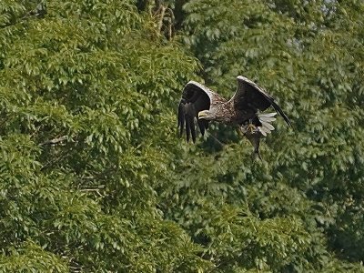 Havrne Sandager (seaeagle) 09.07.20