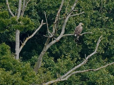 Havrne Sandager (seaeagle) 09.07.20