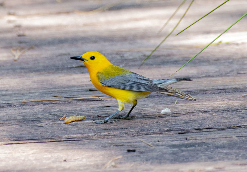 Prothonotary on walkway