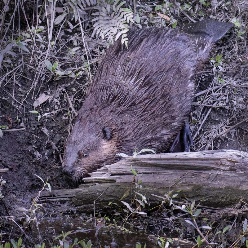 Beaver