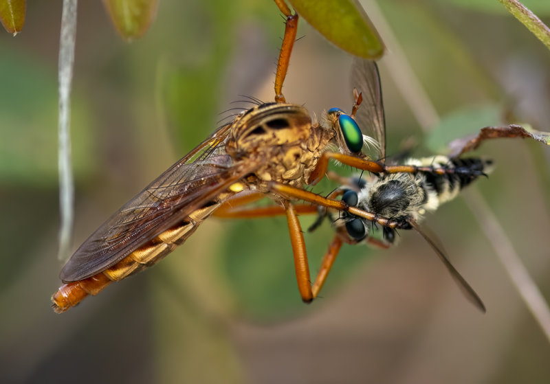 Hanging Thief Robber Fly