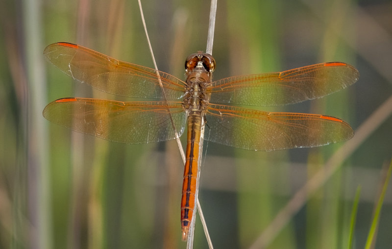 Golden-winged Skimmer (Libellula auripennis)