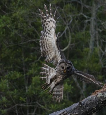 Barred Owl 