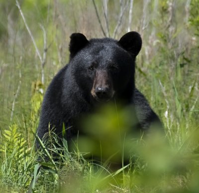 Waiting Black Bear