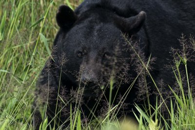Black Bear 29