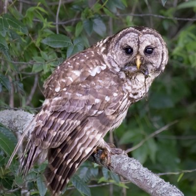 Barred Owl with Crayfish