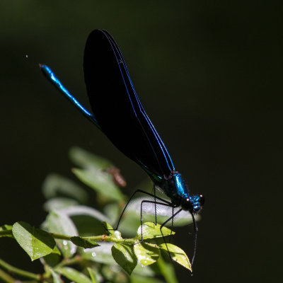 Ebony Jewelwing