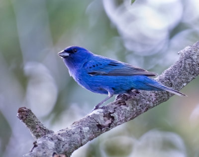 Indigo Bunting
