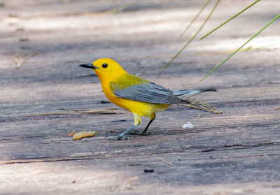 Prothonotary on walkway