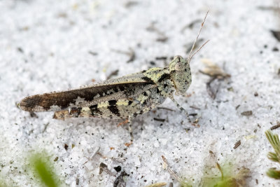 Marbled Grasshooper 886