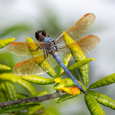 Purple Skimmer 