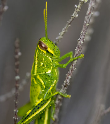 Rosemary Grasshopper (juv)