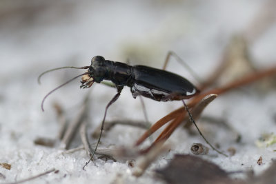 Eastern Pinebarrens Tiger Beetle
