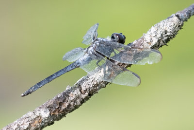 Bar-winged Skimmer