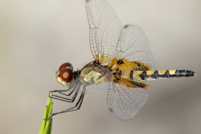 Amandas Pennant