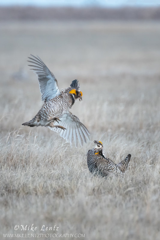 Prairie chickens doing battle