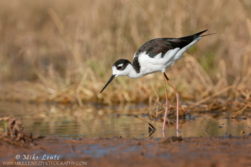 Black necked stilt on the hunt