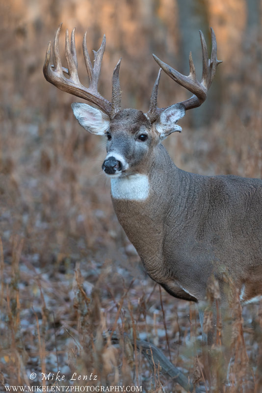 Whitetailed deer Notch verticle fall colors