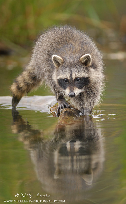 Racoon walks on branch on water