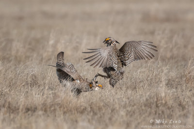 Prairie chickens doing battle on Lek