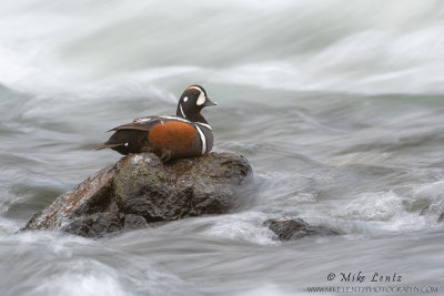 Harlequin Duck 