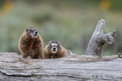 Yellow-Bellied Marmot babies in log