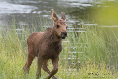 Baby Moose running