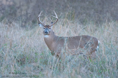 White-tailed deer in high grasses