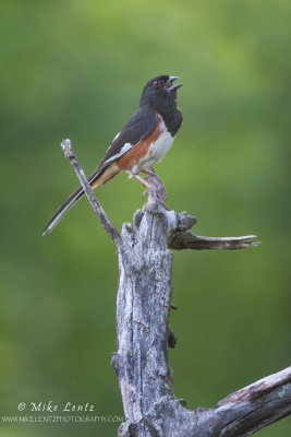 Eastern Towhee singing