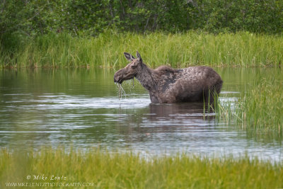 Moose eats in water