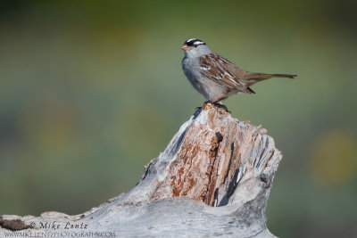 White crowned sparrow on log