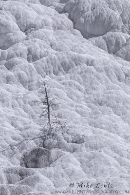 Mammoth lone dead tree