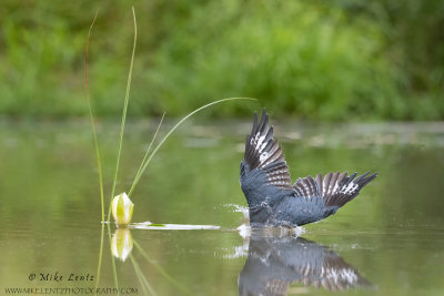 Belted Kingfisher dives under water by flower