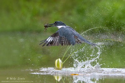 Belted Kingfisher blast with crawfish over flower