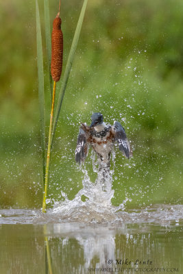 Belted Kingfisher erupts by cattails