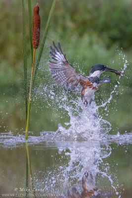 Belted Kingfisher erupts near cattails