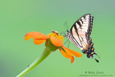 Tiger Swallowtail on Tithonia