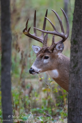 White-tailed deer peeks head through trees