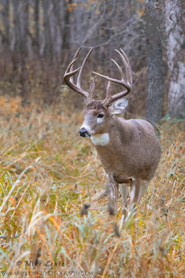 White-tail Deer in Fall foilage