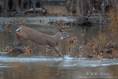 White-tailed deer Notch jumps through water