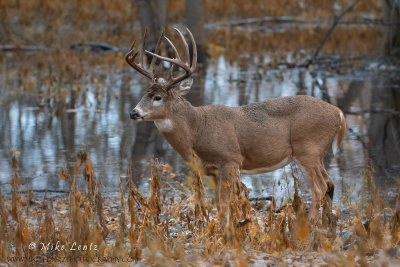 White-tailed Deer swamp buck in fall foilage