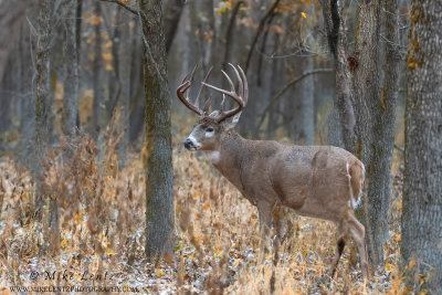 White-tailed deer in autumn woods