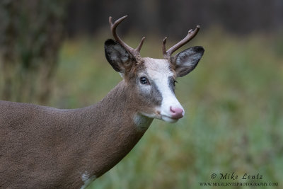 Piebald Deer 