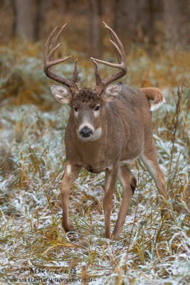 White-tailed deer head on snow coveraed fall foilage